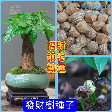 發財樹種子|發財樹種植指南：掌握養護訣竅，讓你的發財樹欣欣向榮